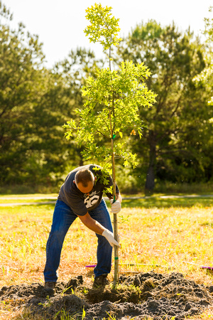 Tree Image 5